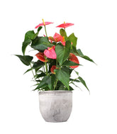 Anthurium rosa