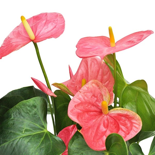 Anthurium rosa
