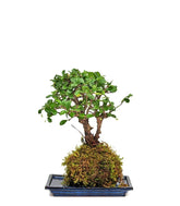 Carmona in kokedama