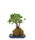 Carmona in kokedama
