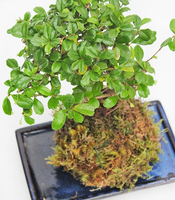Carmona in kokedama