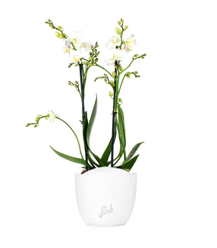 Phalenopsis Bianca