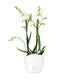 Phalenopsis Bianca