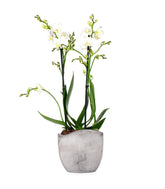 Phalenopsis Bianca