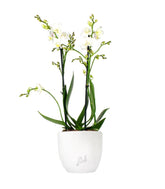 Phalenopsis Bianca