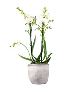 Phalenopsis Bianca