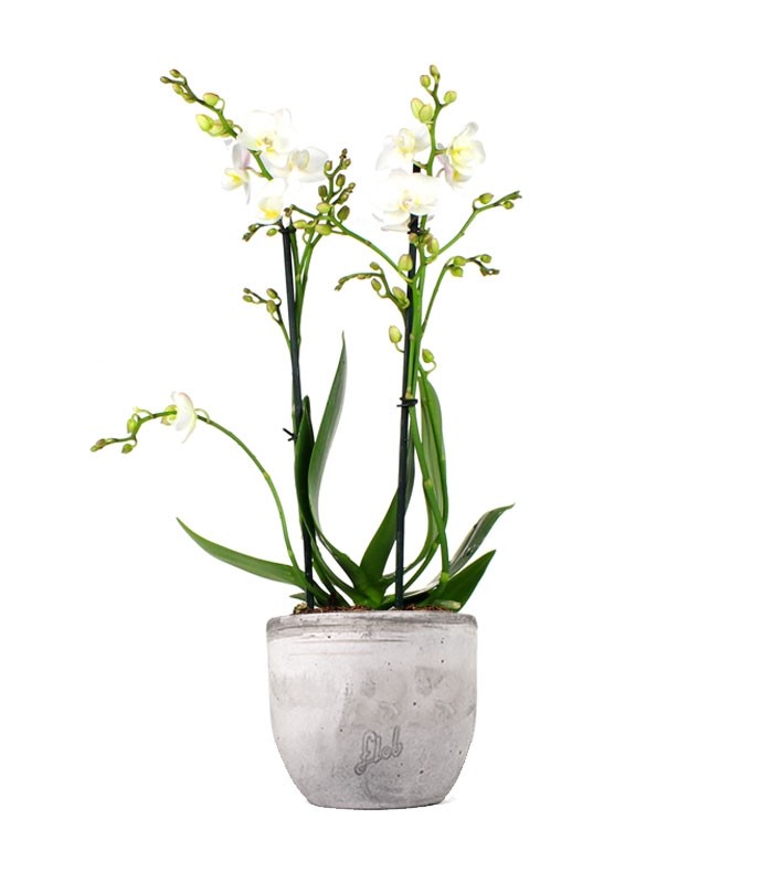 Phalenopsis Bianca