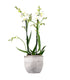 Phalenopsis Bianca
