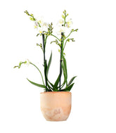 Phalenopsis Bianca