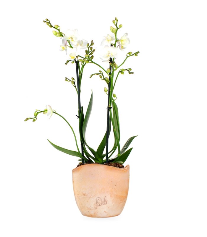 Phalenopsis Bianca