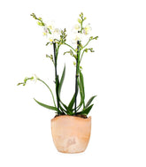 Phalenopsis Bianca
