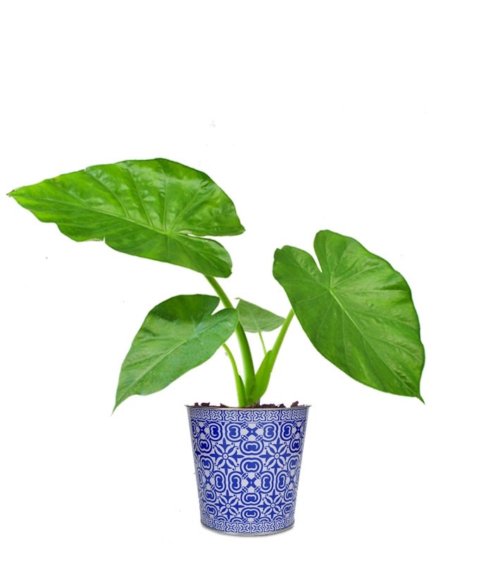 Alocasia macrorrhiza