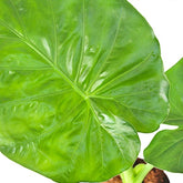 Alocasia macrorrhiza