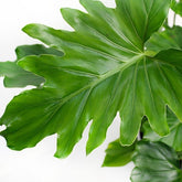 Filodendro Bipinnatifidum "Shangri la"