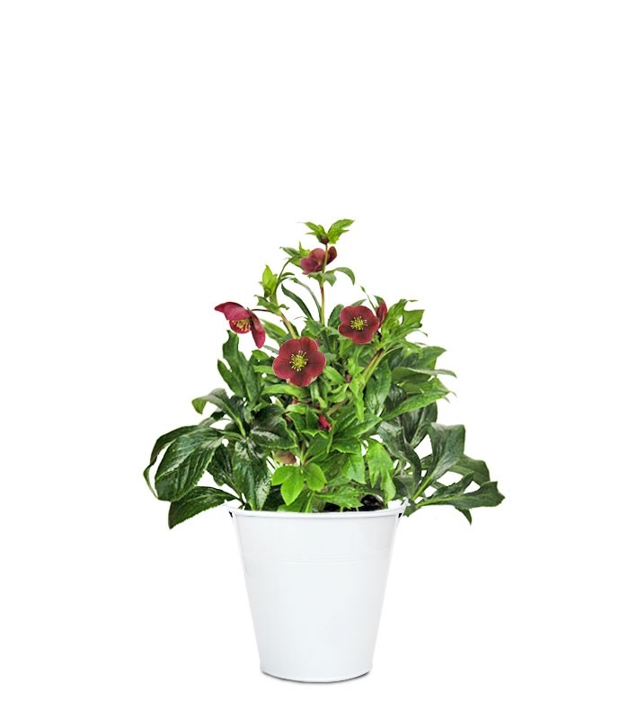 Rosa di Natale vaso 17 Rosa