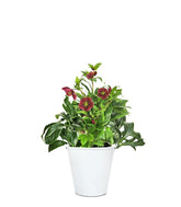 Rosa di Natale vaso 17 Rosa
