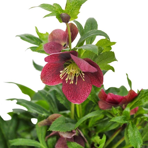 Rosa di Natale vaso 17 Rosa