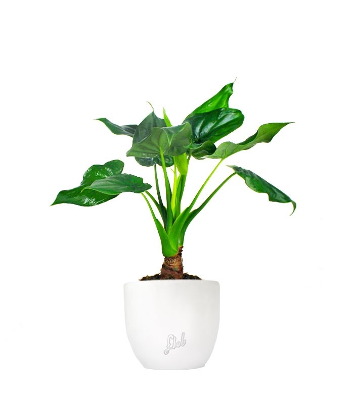 Alocasia cucullata