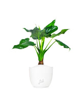 Alocasia cucullata