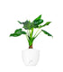 Alocasia cucullata