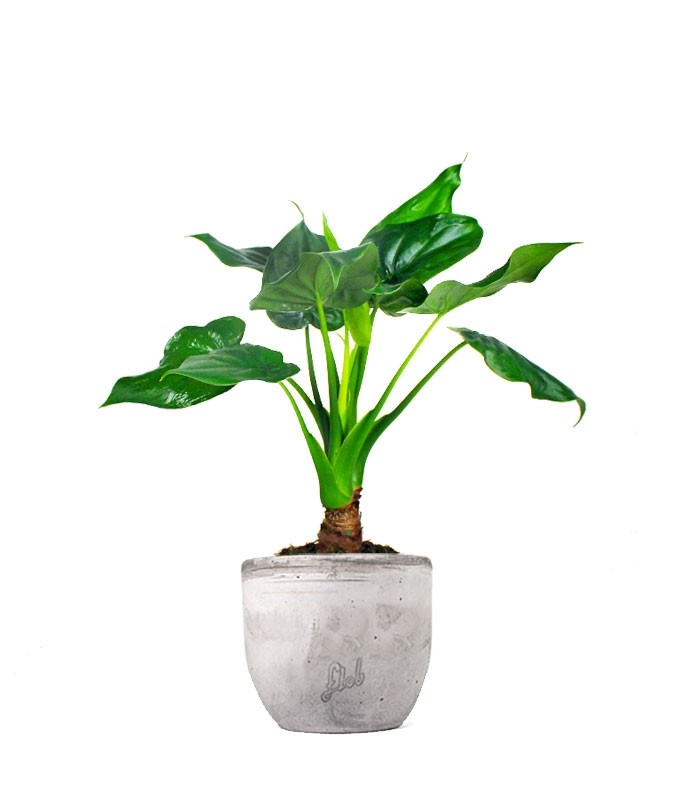 Alocasia cucullata