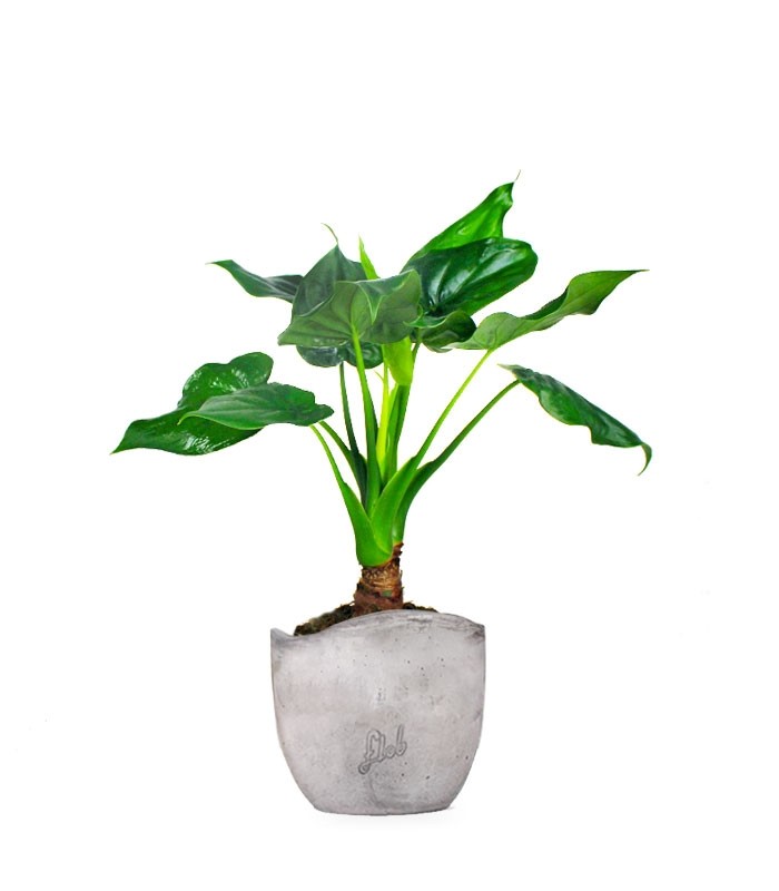 Alocasia cucullata