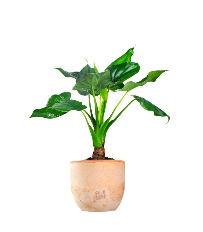 Alocasia cucullata