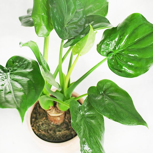 Alocasia cucullata