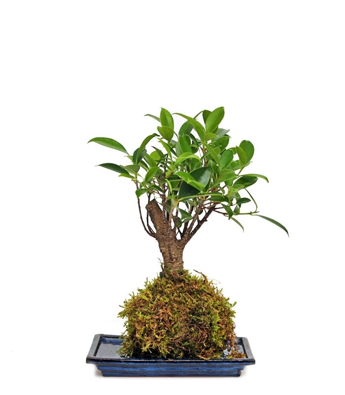Ficus retusa in kokedama