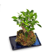 Ficus retusa in kokedama