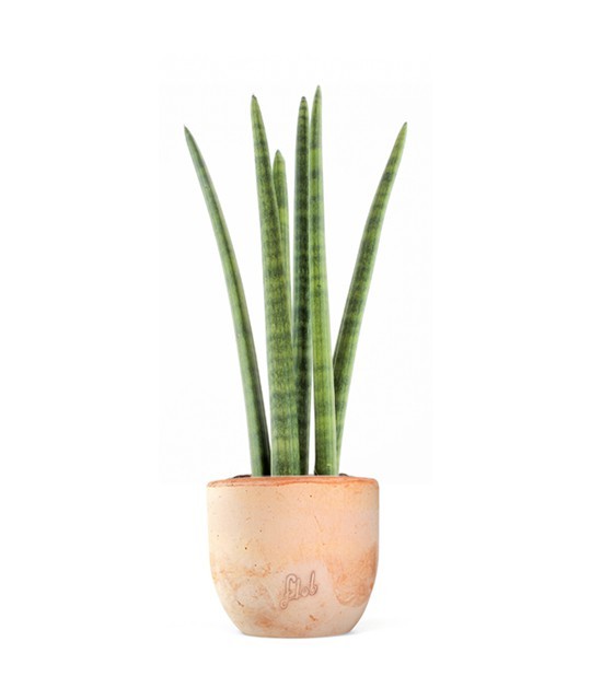 Sansevieria Straight
