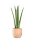 Sansevieria Straight