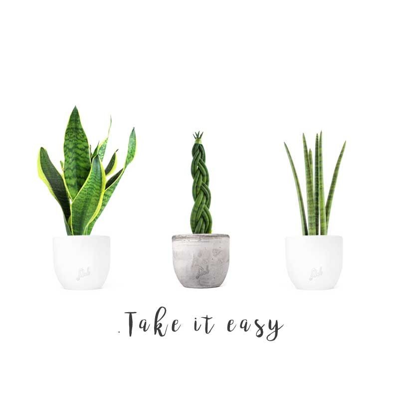 Take it easy pack
