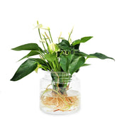 Anthurium Bianco idroponica