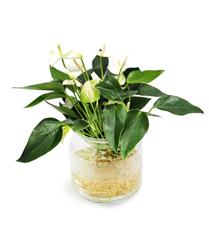 Anthurium Bianco idroponica
