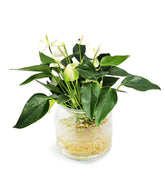 Anthurium Bianco idroponica