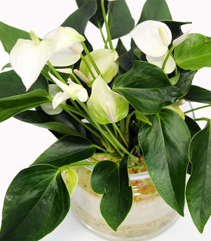 Anthurium Bianco idroponica