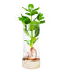 Clusia Idroponica con led