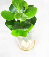 Clusia Idroponica con led