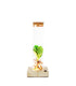 Clusia provetta con led