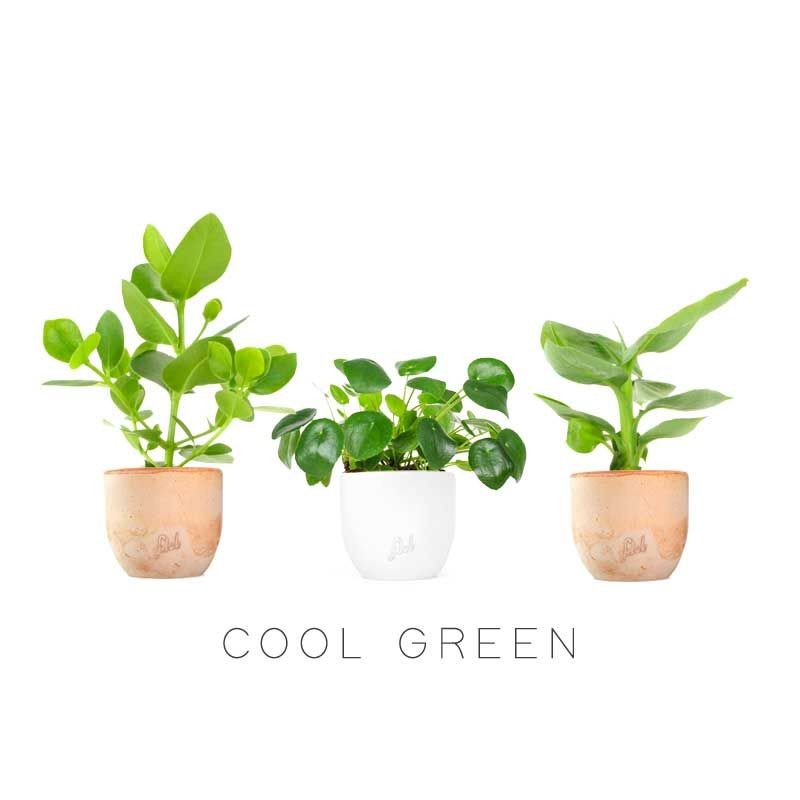 Cool Green Pack
