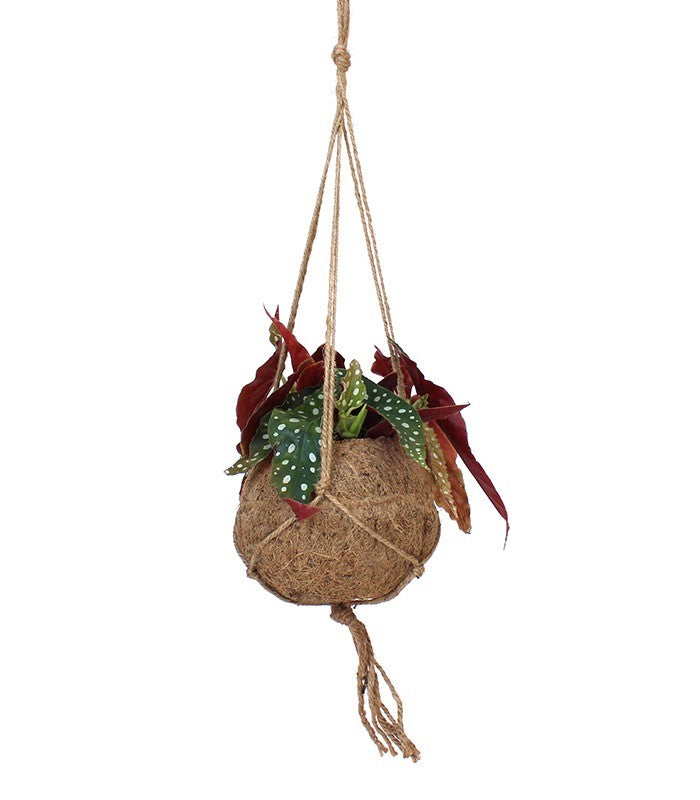 Begonia maculata in fibra di cocco
