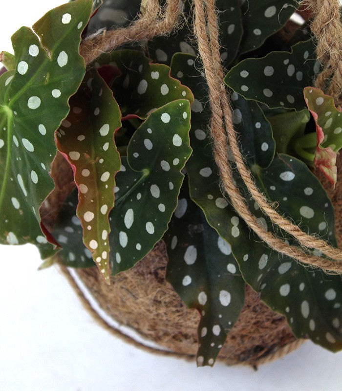 Begonia maculata in fibra di cocco