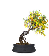 Caragana Bonsai