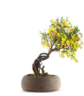 Caragana Bonsai
