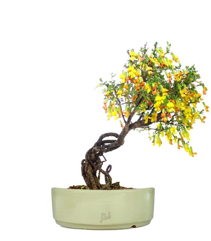 Caragana Bonsai