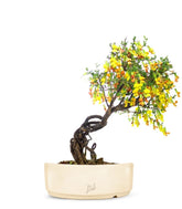 Caragana Bonsai
