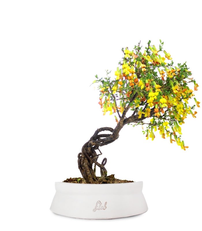 Caragana Bonsai