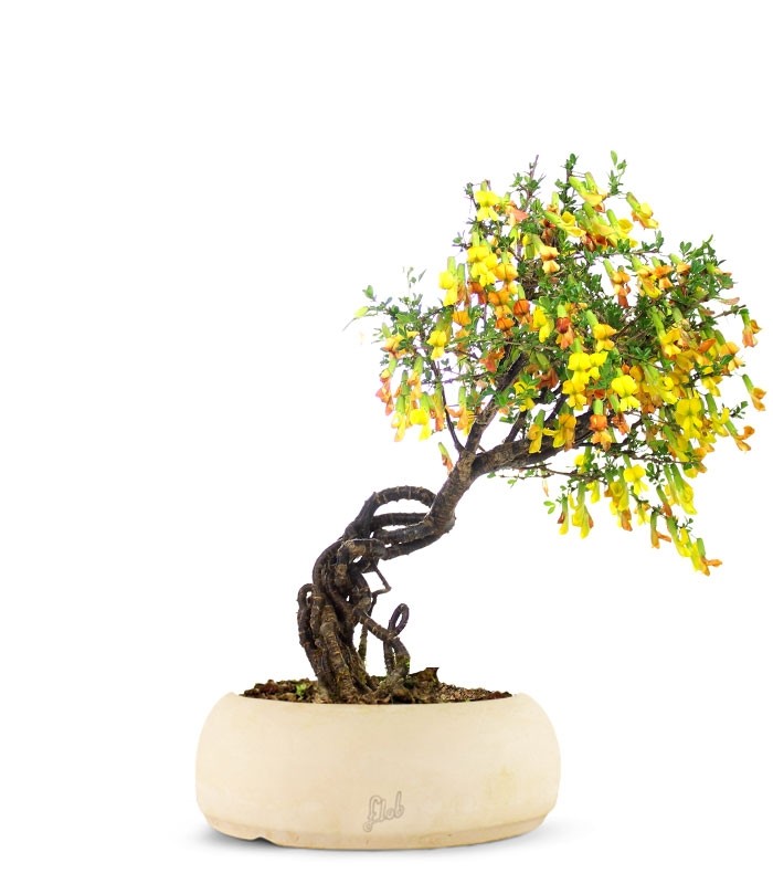Caragana Bonsai