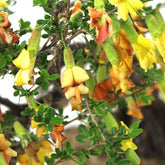 Caragana Bonsai